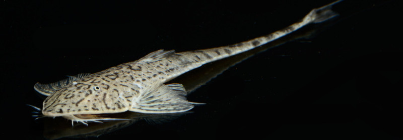 Loricariinae - Loricaria sp. "Atabapo"