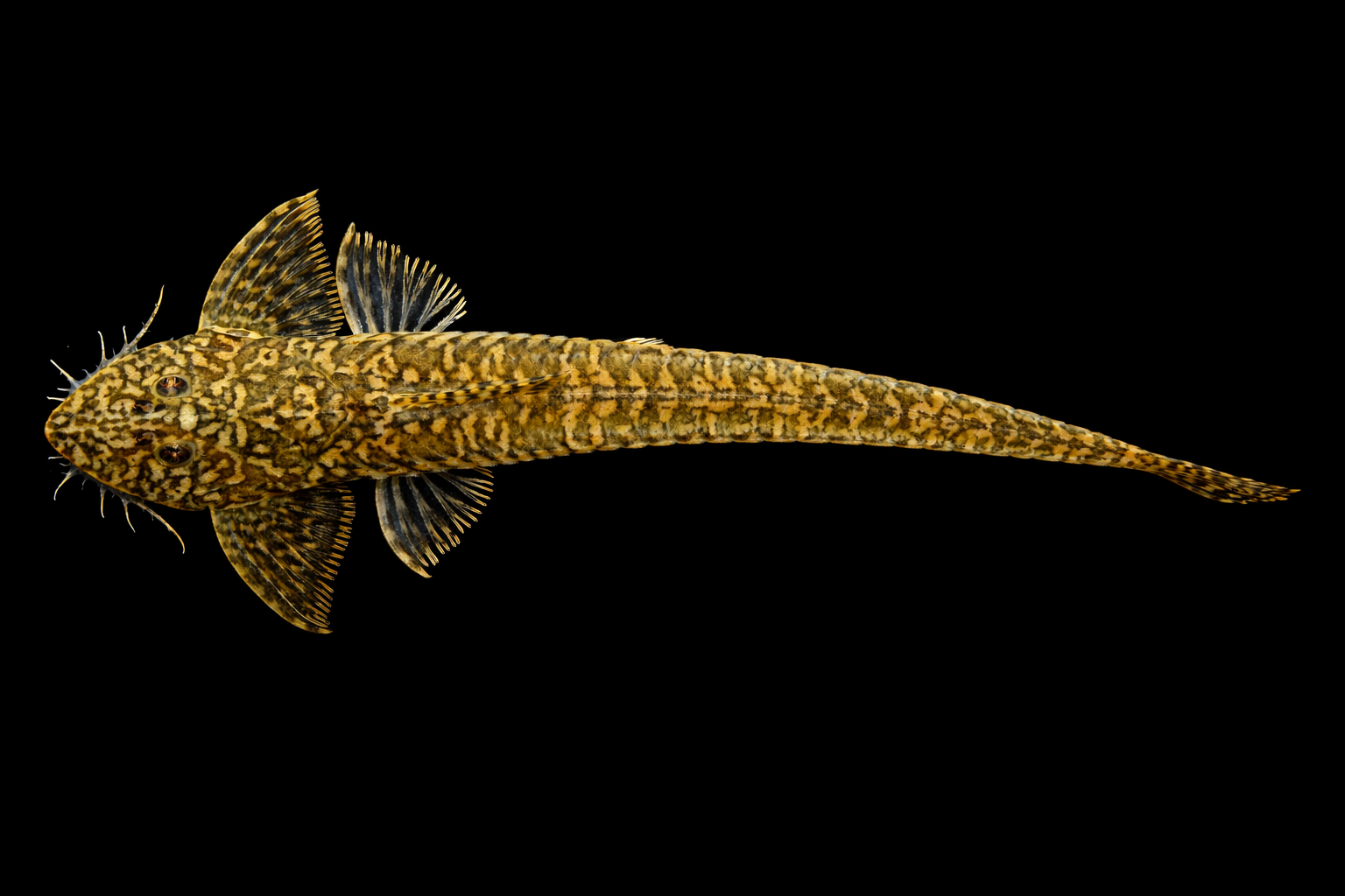 Crossoloricaria variegata — Loricariinae Banner