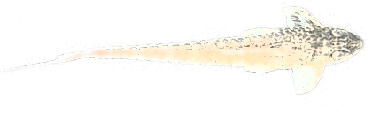 LG6 / Sturisomatichthys "foerschi"