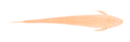 Hemiloricaria parva, Lectotype BMNH 1895.5.17.91